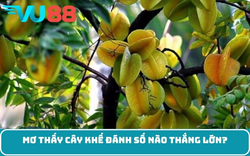 Mơ thấy cây khế đánh số nào thắng lớn?
