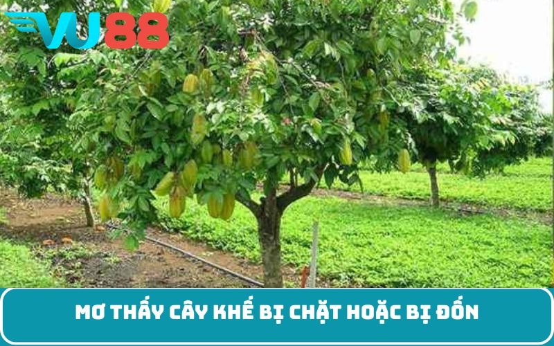 Mơ thấy cây khế bị chặt hoặc bị đốn