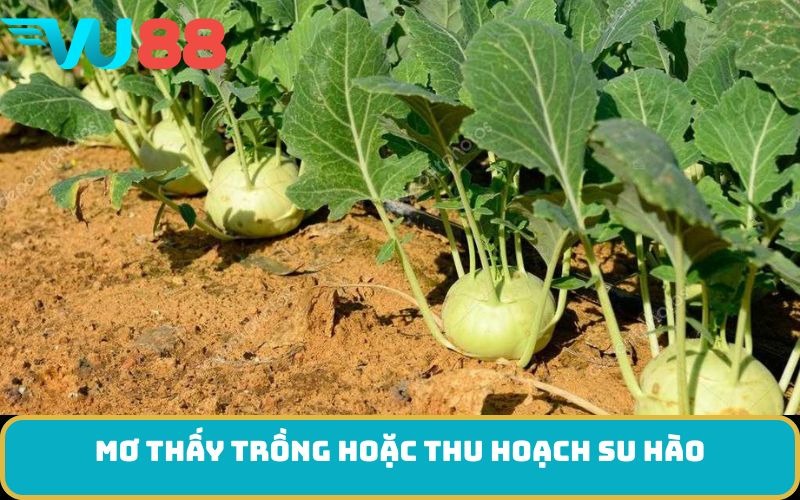 Mơ thấy trồng hoặc thu hoạch su hào