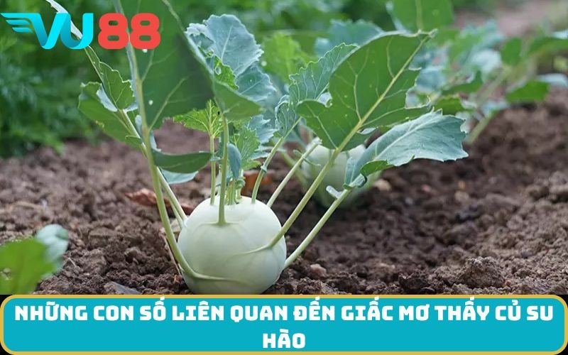 Những con số liên quan đến giấc mơ thấy củ su hào