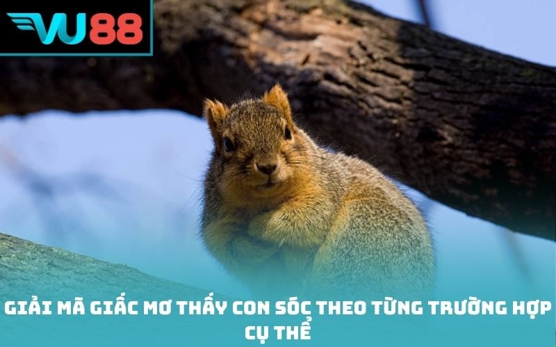 Giải mã giấc mơ thấy con sóc theo từng trường hợp cụ thể