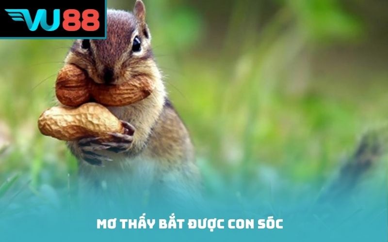 Mơ thấy bắt được con sóc