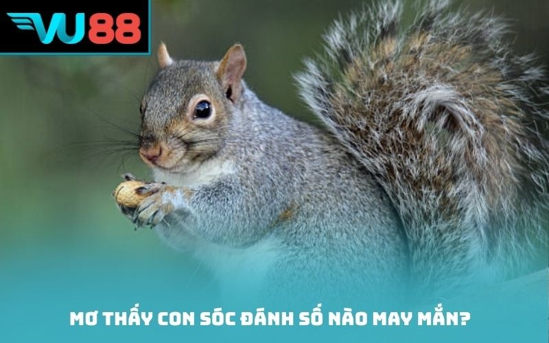 Mơ thấy con sóc đánh số nào may mắn?