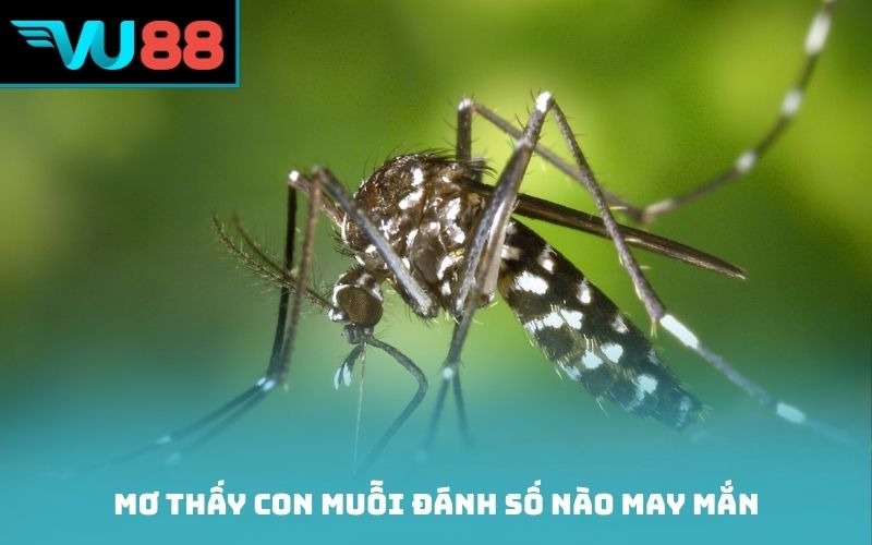 Mơ thấy con muỗi đánh số nào may mắn