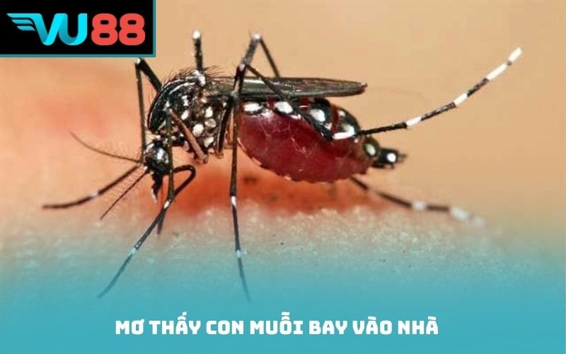 Mơ thấy con muỗi bay vào nhà