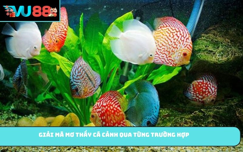 Giải mã mơ thấy cá cảnh qua từng trường hợp