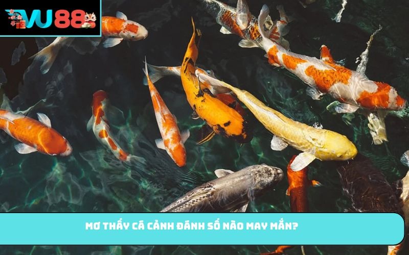 Mơ thấy cá cảnh đánh số nào may mắn?