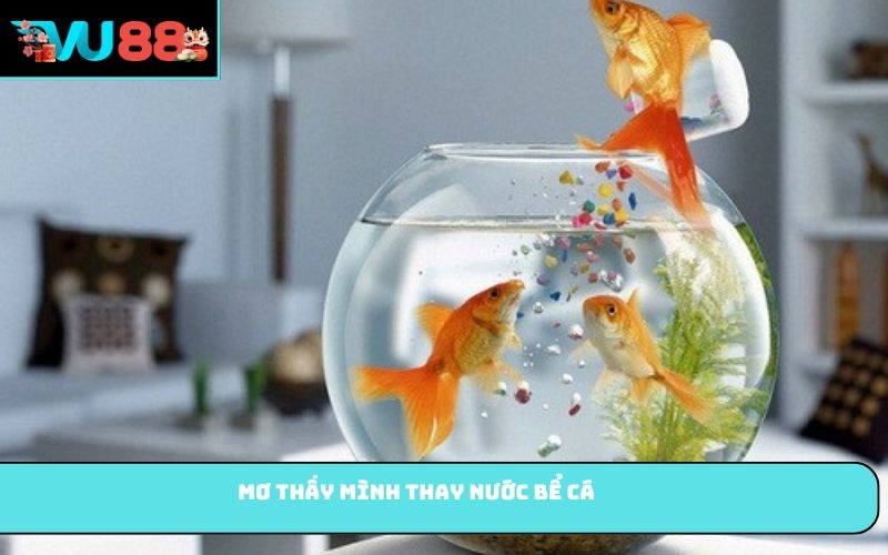 Mơ thấy mình thay nước bể cá