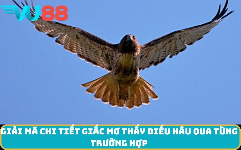 Giải mã chi tiết giấc Mơ thấy Diều hâu qua từng trường hợp