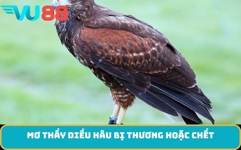 Mơ thấy diều hâu bị thương hoặc chết