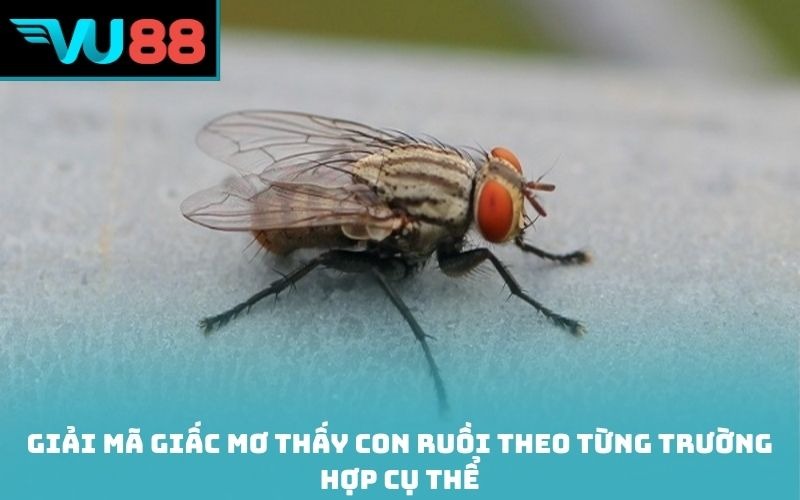 Giải mã giấc mơ thấy con ruồi theo từng trường hợp cụ thể