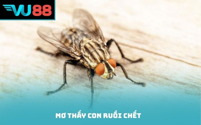 Mơ thấy con ruồi chết