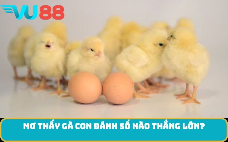 Mơ thấy Gà con đánh số nào thắng lớn?
