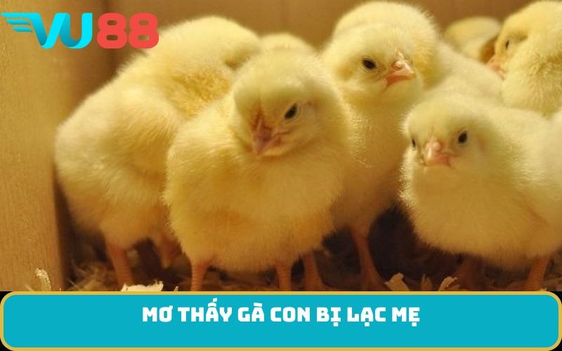 Mơ thấy gà con bị lạc mẹ