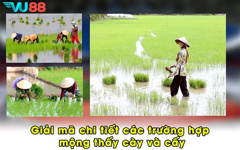 Giải mã chi tiết các trường hợp mộng thấy cày và cấy