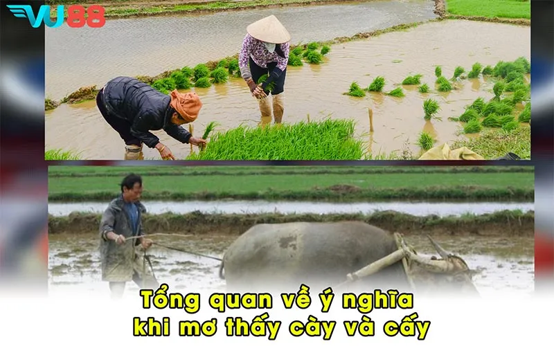 Tổng quan về ý nghĩa khi mơ thấy cày và cấy