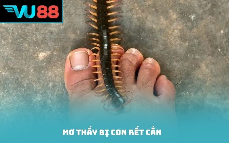 Mơ thấy bị con rết cắn