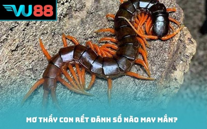 Mơ thấy con rết đánh số nào may mắn?