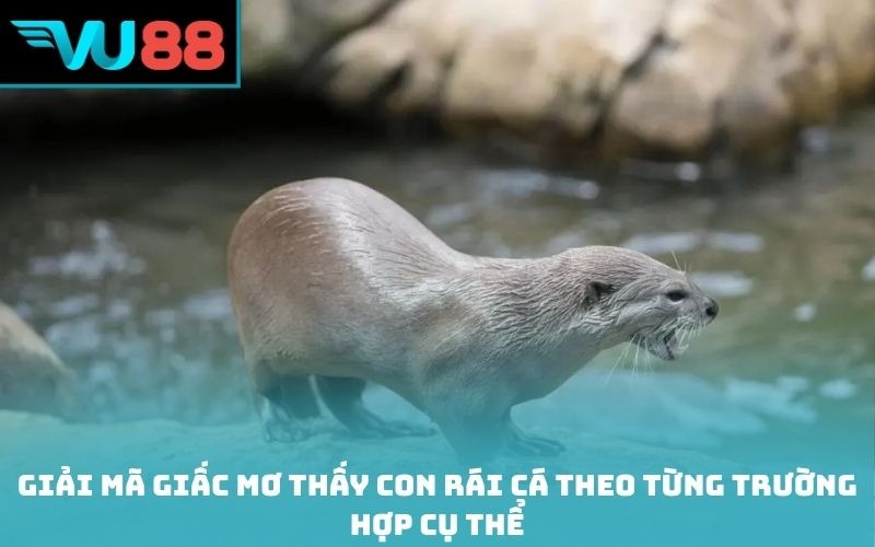 Giải mã giấc mơ thấy con rái cá theo từng trường hợp cụ thể