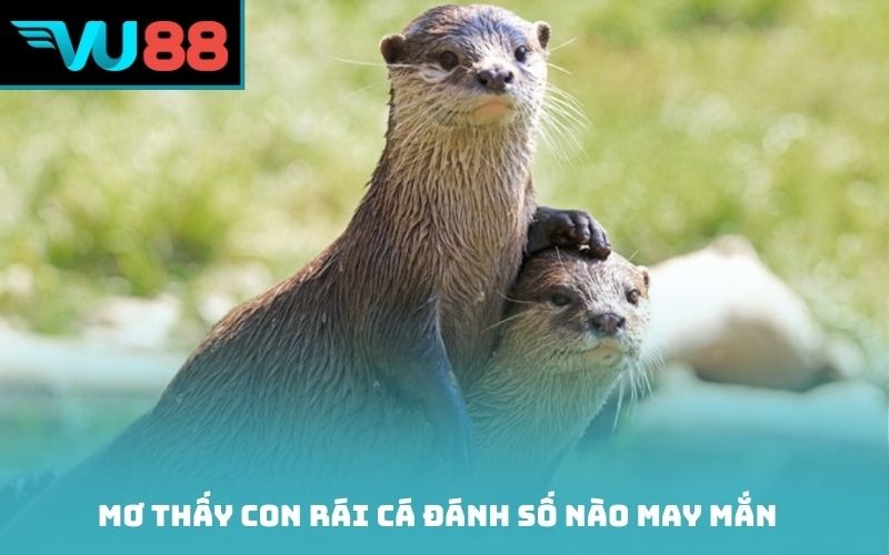 Mơ thấy con rái cá đánh số nào may mắn