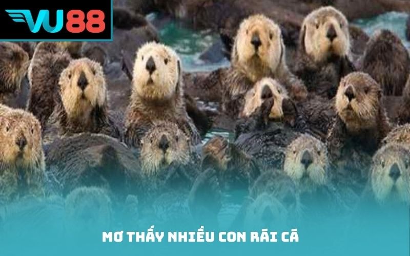 Mơ thấy nhiều con rái cá