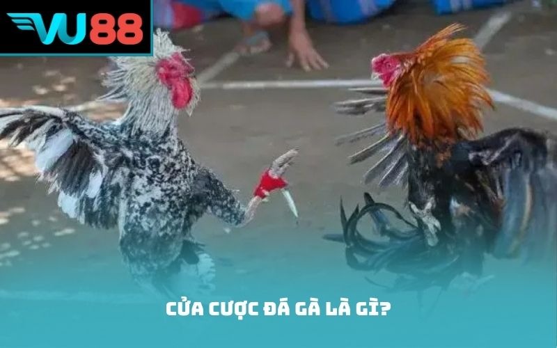 Cửa cược đá gà là gì?