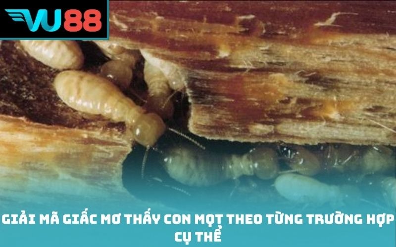 Giải mã giấc mơ thấy con mọt theo từng trường hợp cụ thể