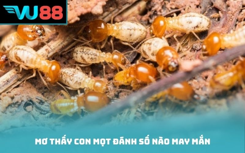 Mơ thấy con mọt đánh số nào may mắn