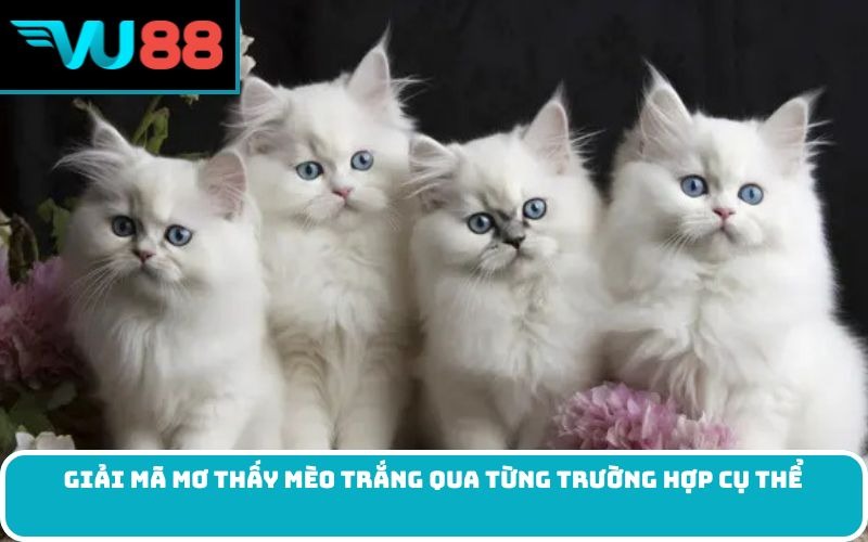 Giải mã mơ thấy mèo trắng qua từng trường hợp cụ thể