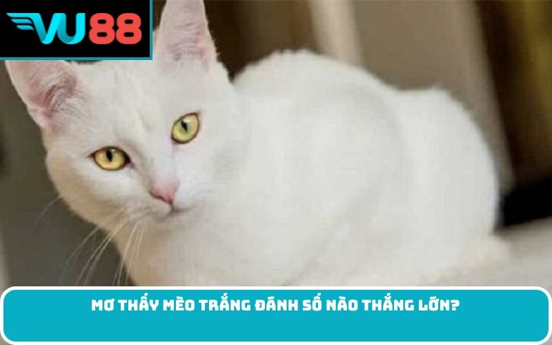 Mơ thấy mèo trắng đánh số nào thắng lớn?