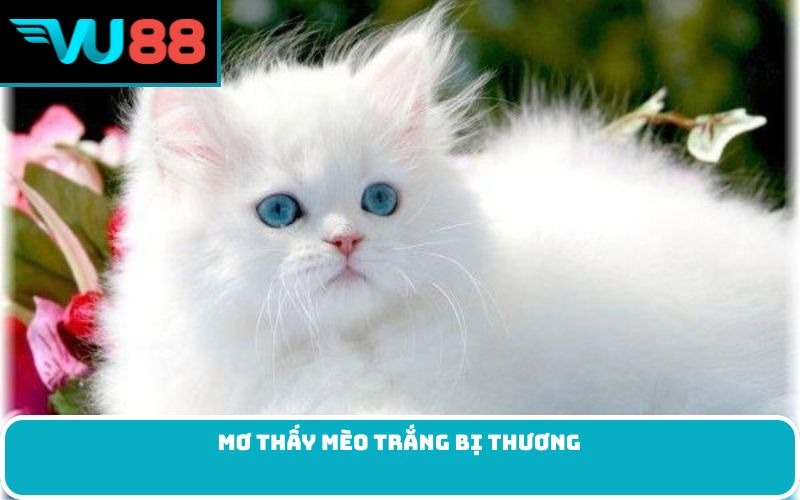 Mơ thấy mèo trắng bị thương