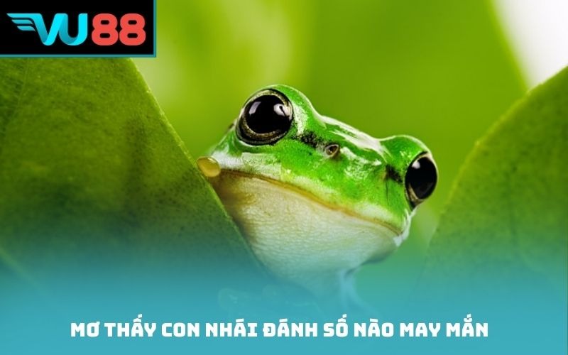 Mơ thấy con nhái đánh số nào may mắn