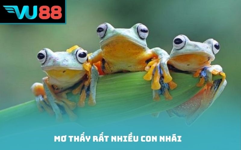 Mơ thấy rất nhiều con nhái