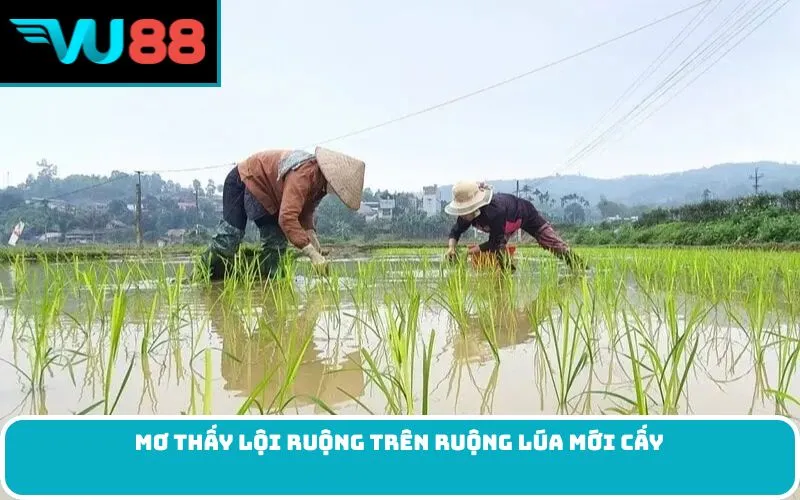 Mơ Thấy Lội Ruộng Trên Ruộng Lúa Mới Cấy