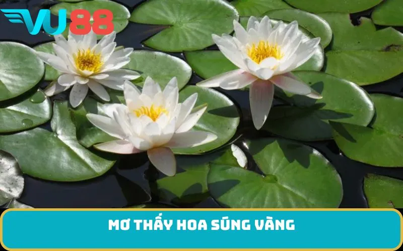 Mơ thấy hoa súng vàng