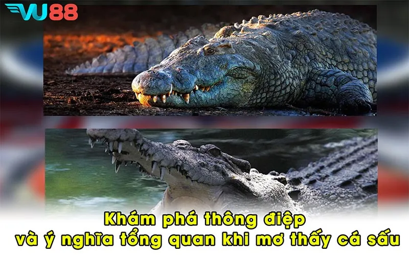 Khám phá thông điệp và ý nghĩa tổng quan khi mơ thấy cá sấu