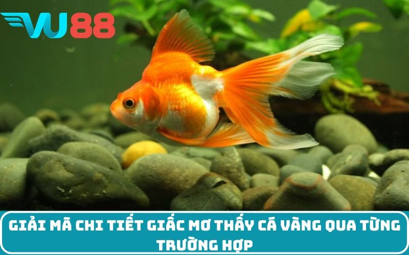 Giải mã chi tiết giấc mơ thấy cá vàng qua từng trường hợp