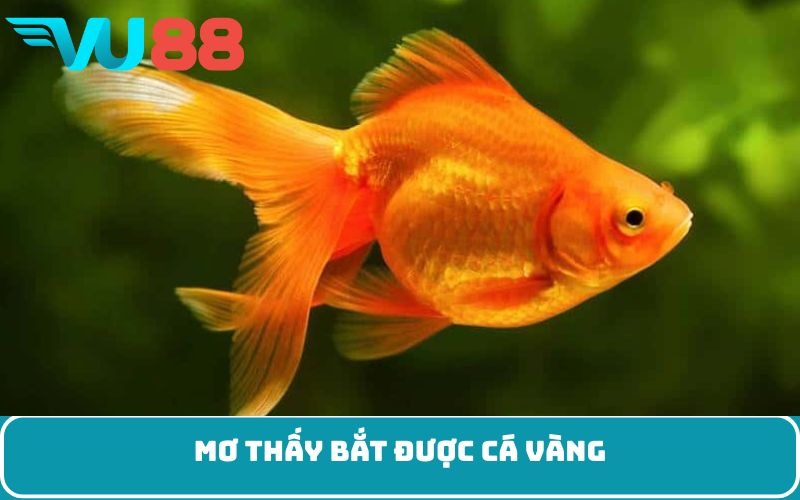 Mơ thấy bắt được cá vàng