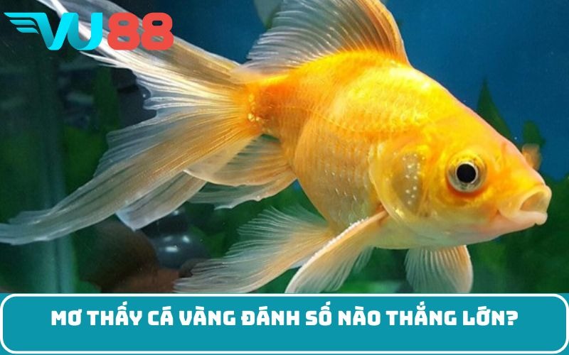 Mơ thấy cá vàng đánh số nào thắng lớn?