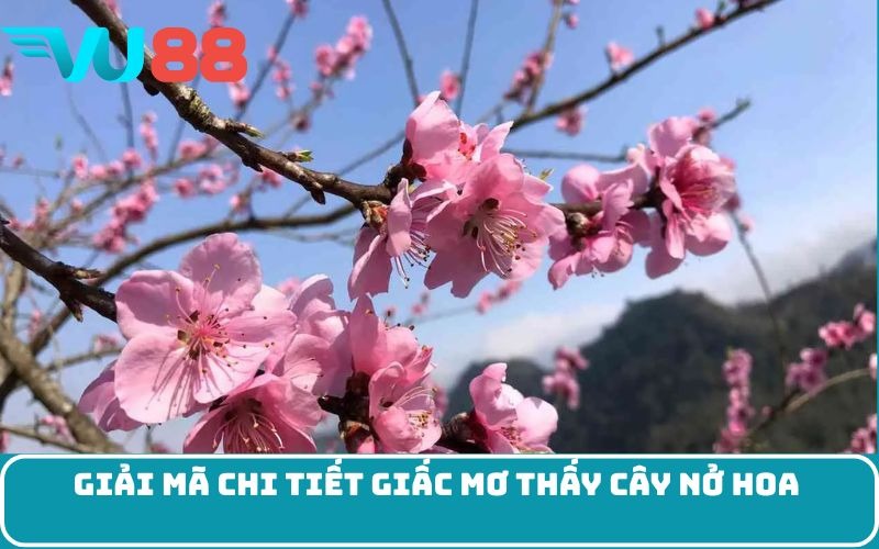 Giải mã chi tiết giấc mơ thấy cây nở hoa 