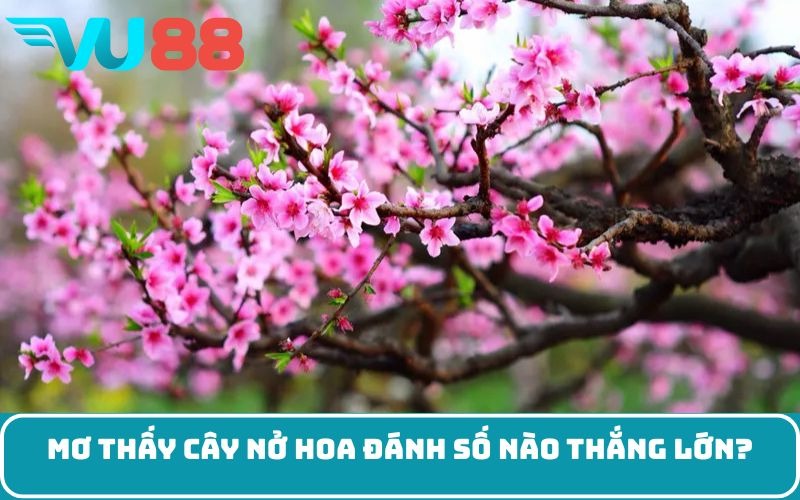 Mơ thấy cây nở hoa đánh số nào thắng lớn?