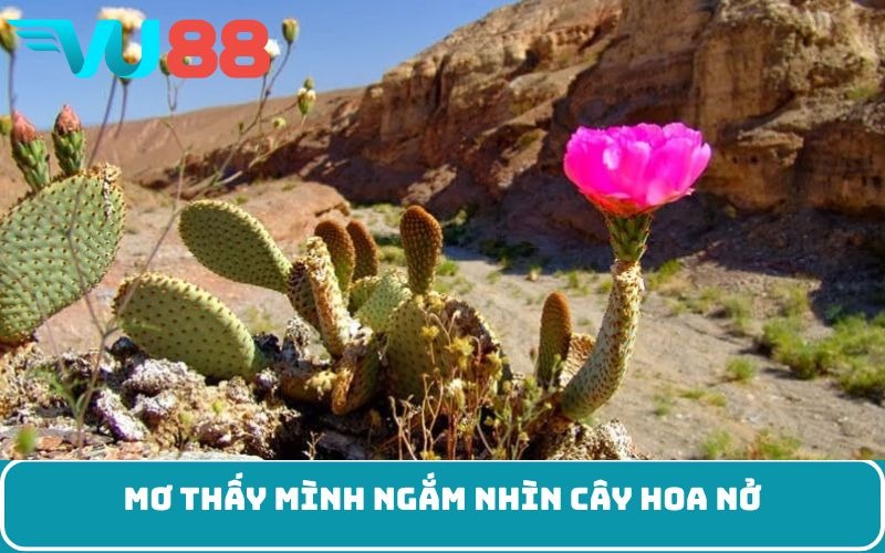 Mơ thấy mình ngắm nhìn cây hoa nở