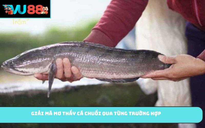 Giải mã mơ thấy cá chuối qua từng trường hợp