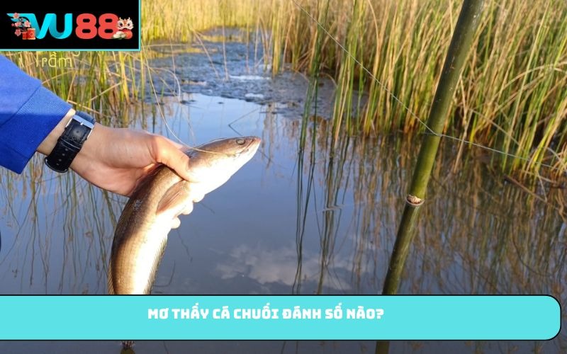 Mơ thấy cá chuối đánh số nào?