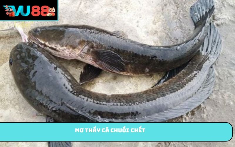 Mơ thấy cá chuối chết
