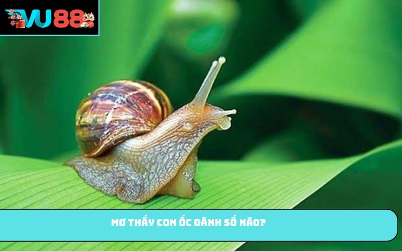Mơ thấy con ốc đánh số nào?