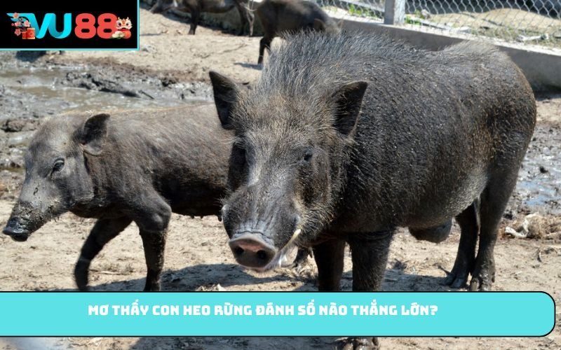 Mơ thấy con heo rừng đánh số nào thắng lớn?