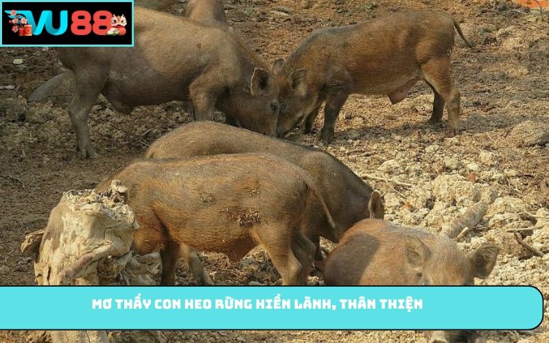Mơ thấy con heo rừng hiền lành, thân thiện