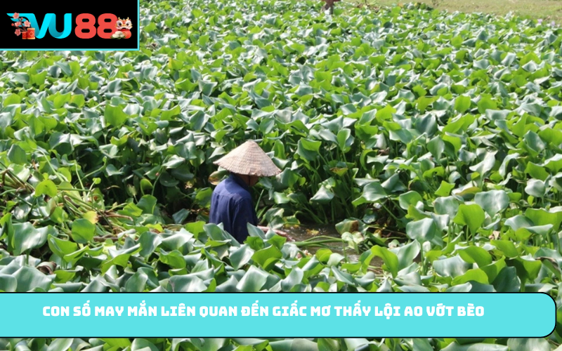 Con số may mắn liên quan đến giấc mơ thấy lội ao vớt bèo