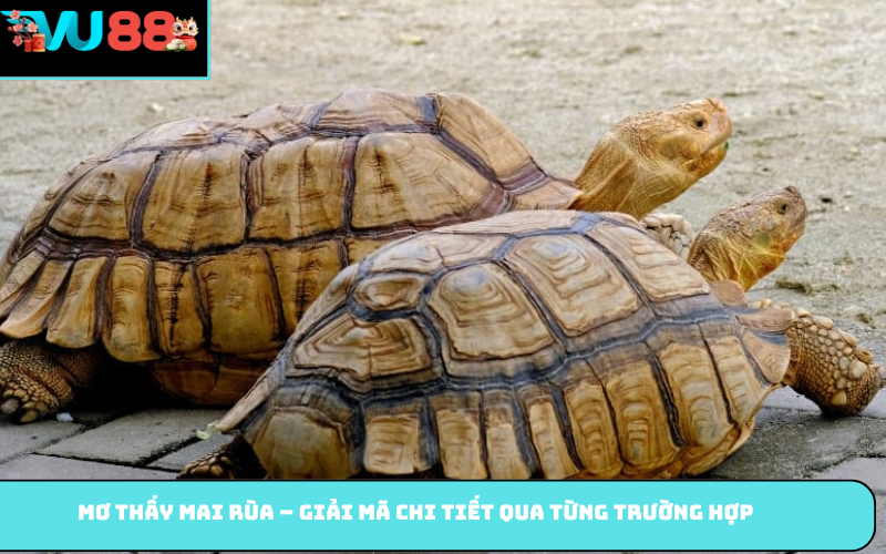 Mơ thấy mai rùa – Giải mã chi tiết qua từng trường hợp